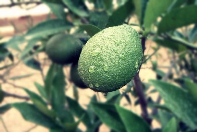 What is the use of bergamot essential oil What is the use of bergamot essential oil