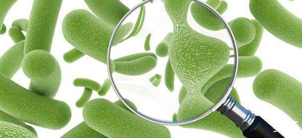 lactic acid bacteria and nisin