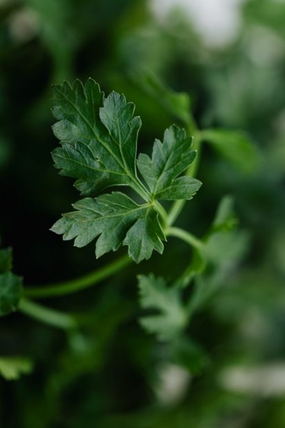 parsley-leaf.jpg